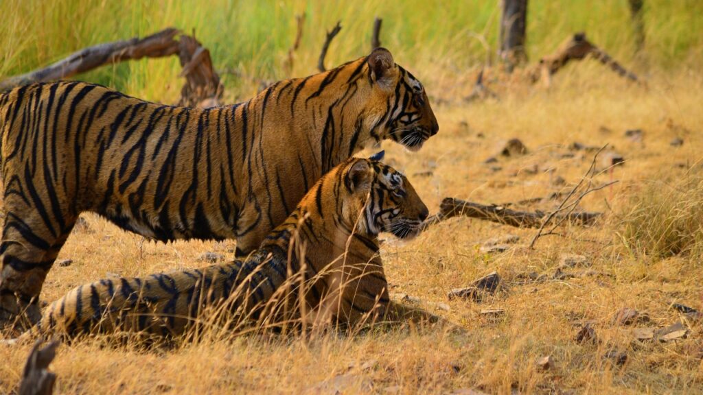 3 Days Ranthambore Tour Package from Jaipur