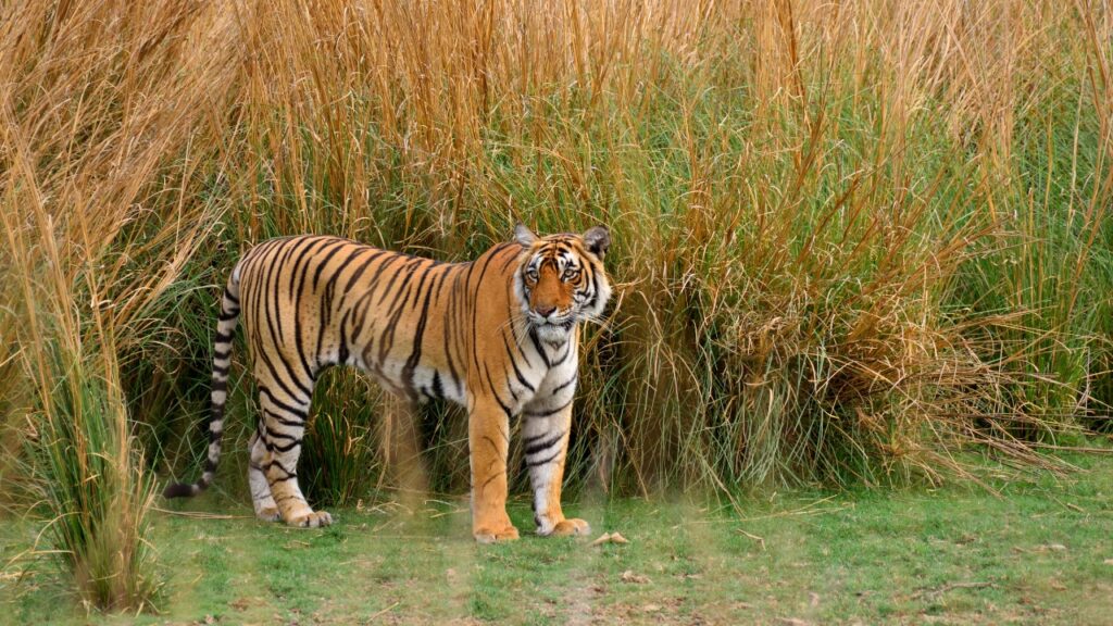 Overnight Ranthambore Tour Package from Jaipur