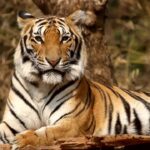 Ranthambore tour