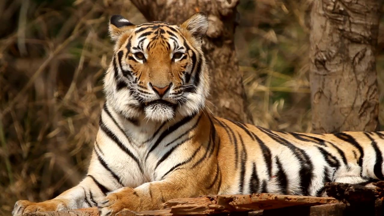 Ranthambore tour